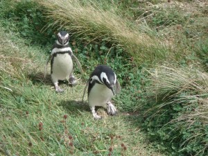 Penguins at a penguin reserve.