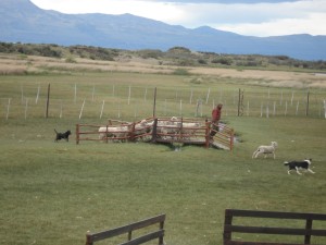 Sheep dog demonstration.