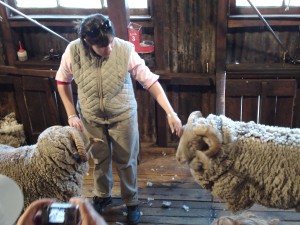 Our guide telling us about the different types of sheep they raise. I can't remember what they were though!