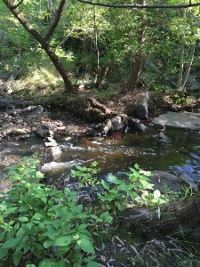 Can you spot the two cairns somebody built in the middle of the stream?