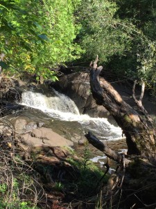 Little waterfall near the top of Congdon Park Trail